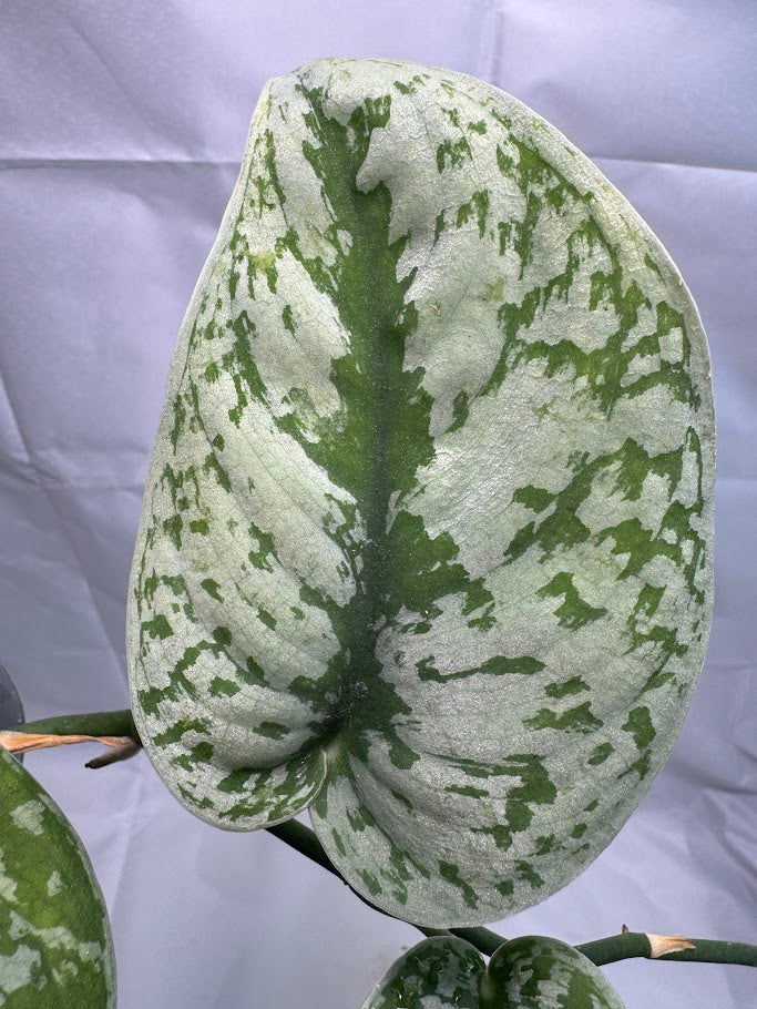 1QT Scindapsus pictus ‘Exotica’ #06