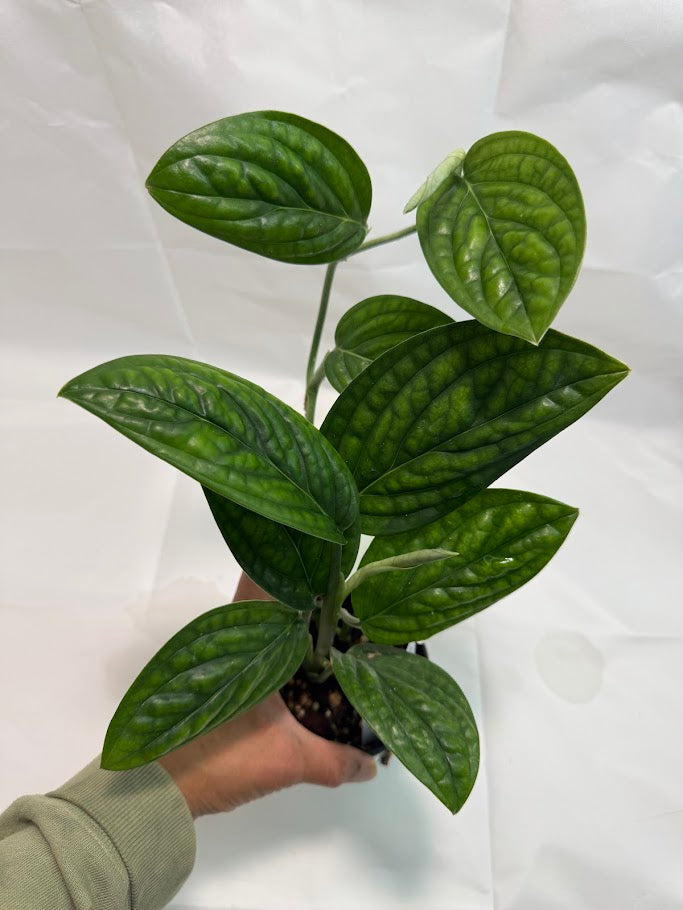 4" Monstera 'Peru' #07
