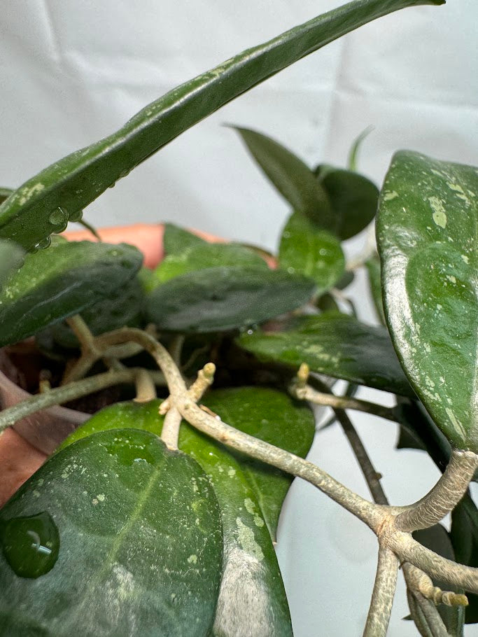 3" Hoya verticillata ‘Black Margin’ #08