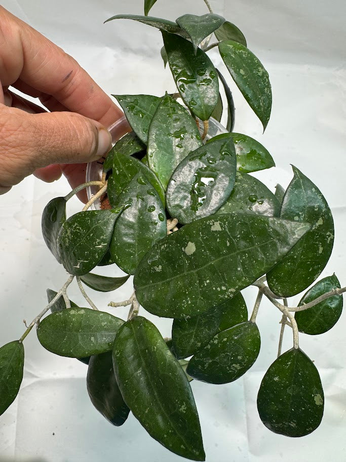 3" Hoya verticillata ‘Black Margin’ #08