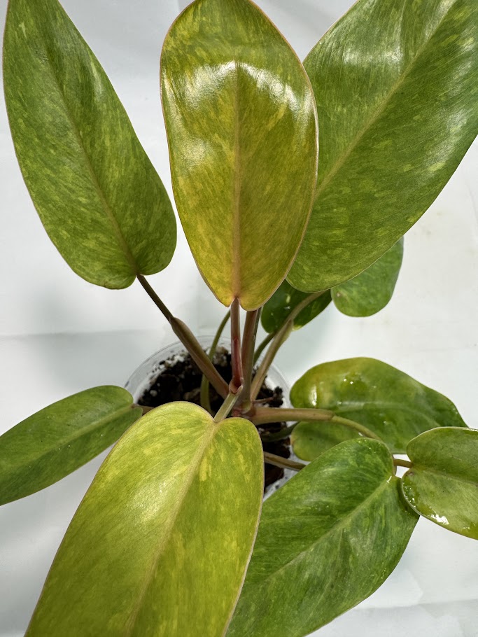 4" Philodendron 'Painted Lady' #08