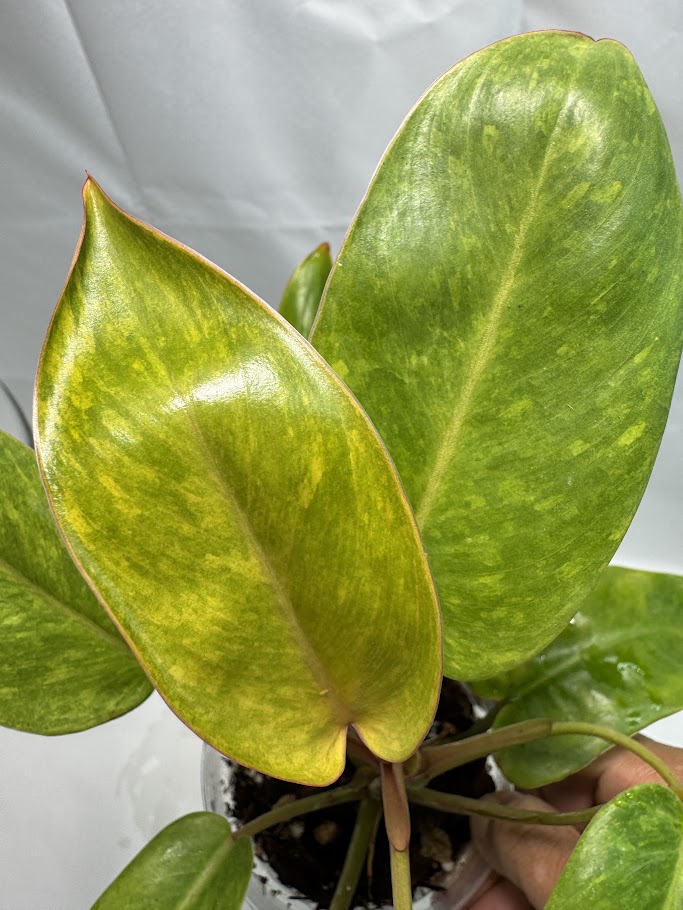 4" Philodendron 'Painted Lady' #08