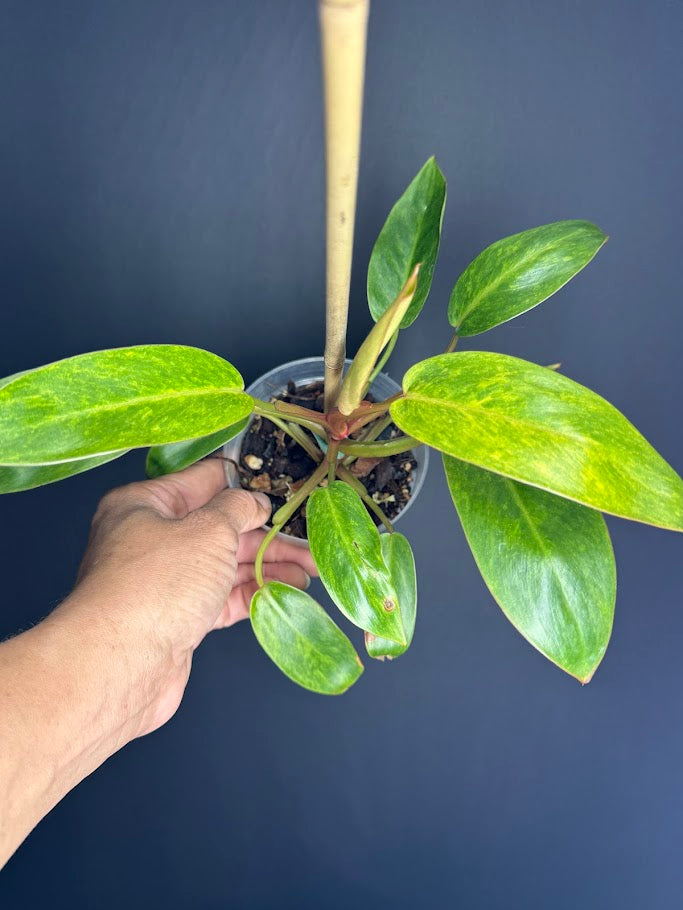 aroid philodendron Philodendron 'Painted Lady' #09 | Philodendron erubescens ‘Painted Lady’