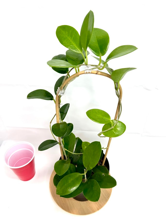 6" Trellised Hoya Australis #10