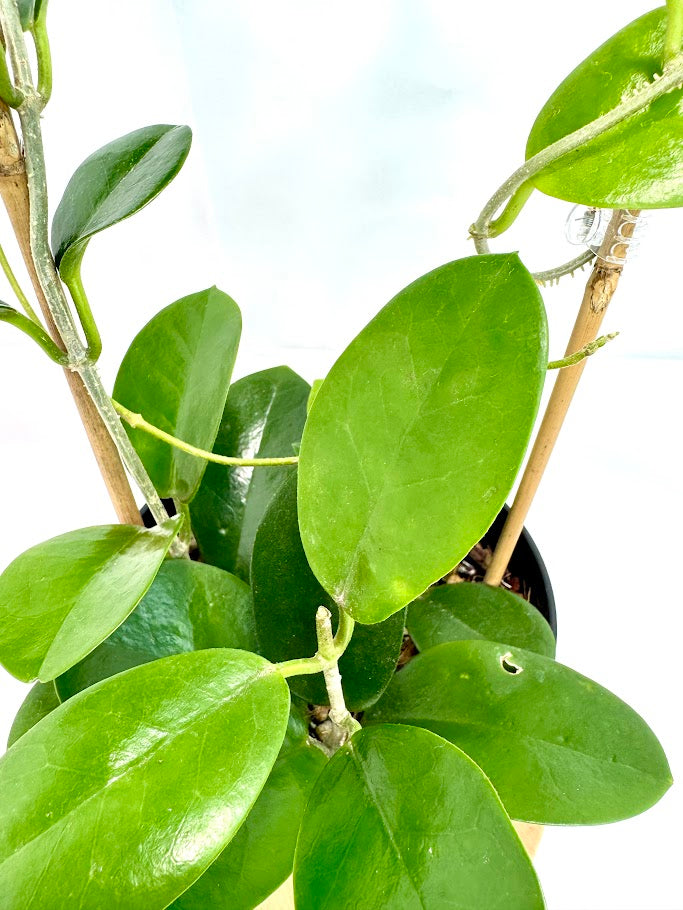 6" Trellised Hoya Australis #10