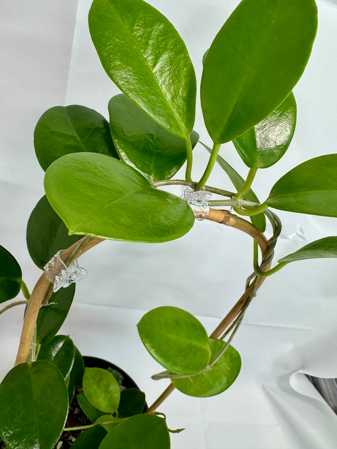6" Trellised Hoya Australis #10