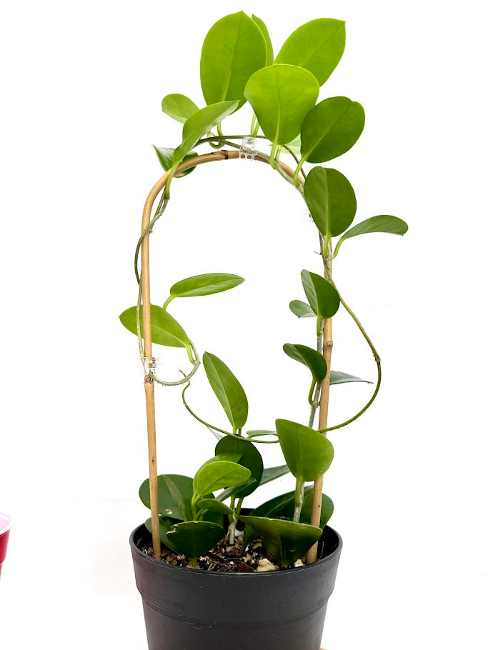 6" Trellised Hoya Australis #10