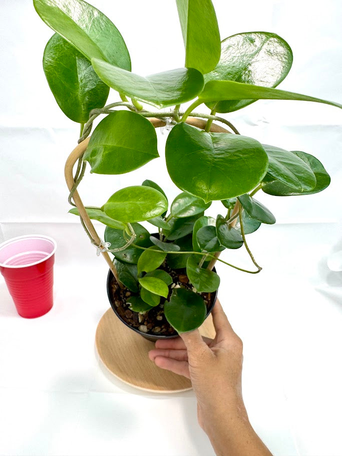 wax plant care indoors Hoya Australis #10 | 6 inch Trellised