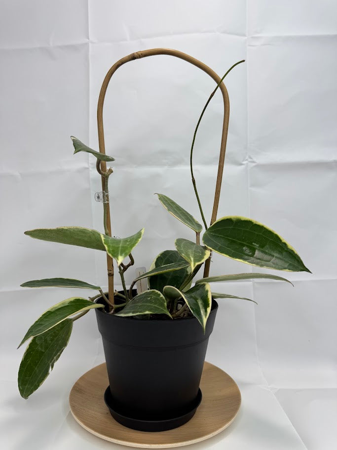 6" Trellised Hoya Latifolia 'Albomarginata' #06