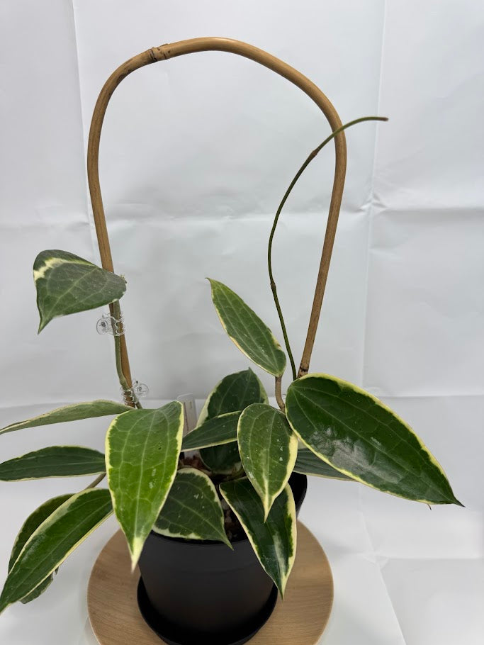 6" Trellised Hoya Latifolia 'Albomarginata' #06