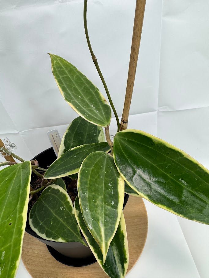6" Trellised Hoya Latifolia 'Albomarginata' #06