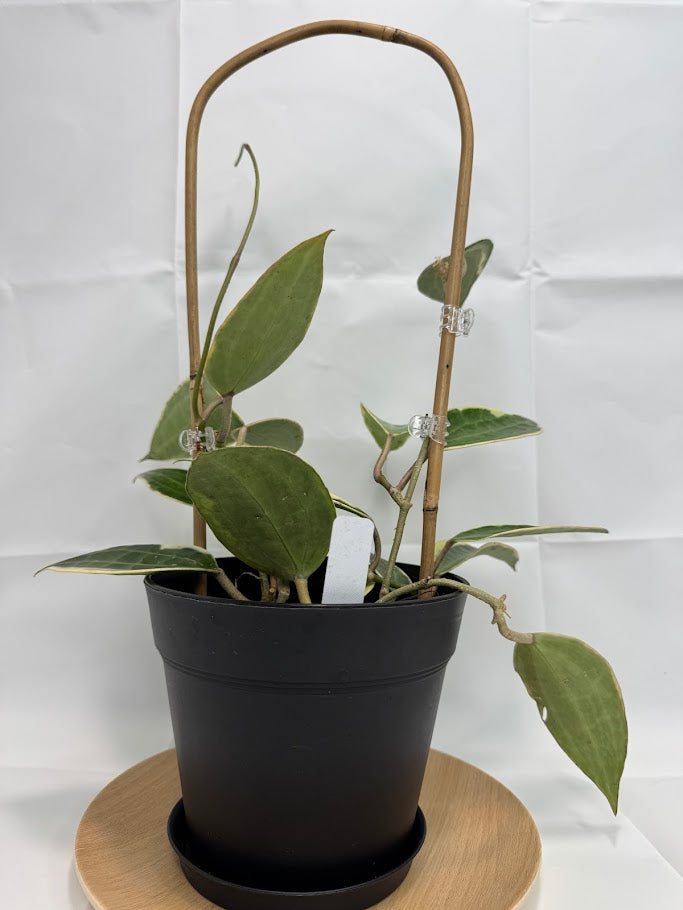 6" Trellised Hoya Latifolia 'Albomarginata' #06