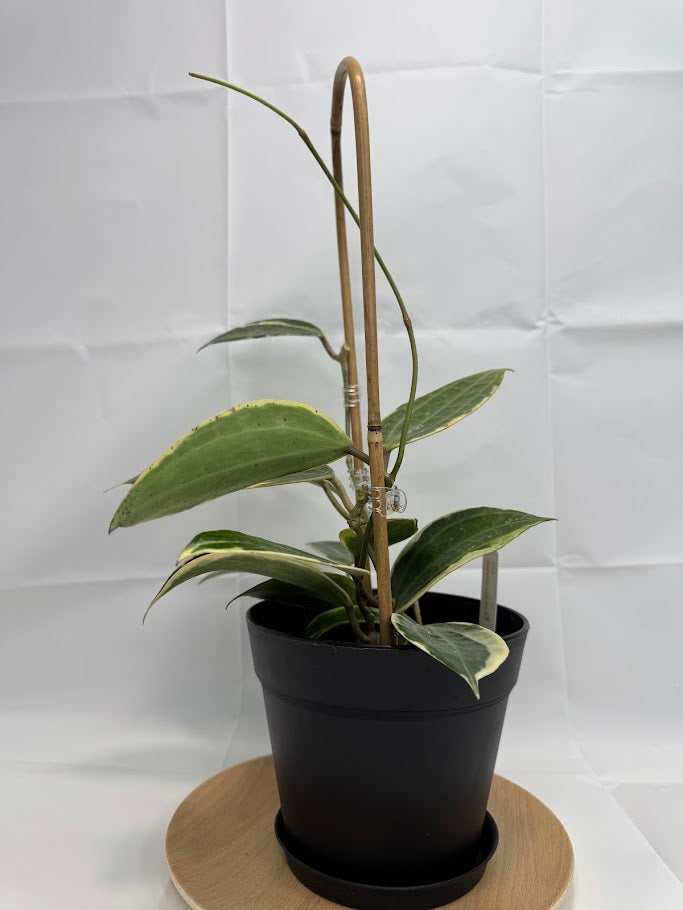 6" Trellised Hoya Latifolia 'Albomarginata' #06