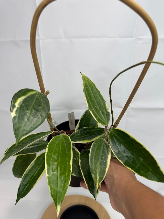 Hoya Latifolia 'Albomarginata' #06 | 6inch Pot Trellised
