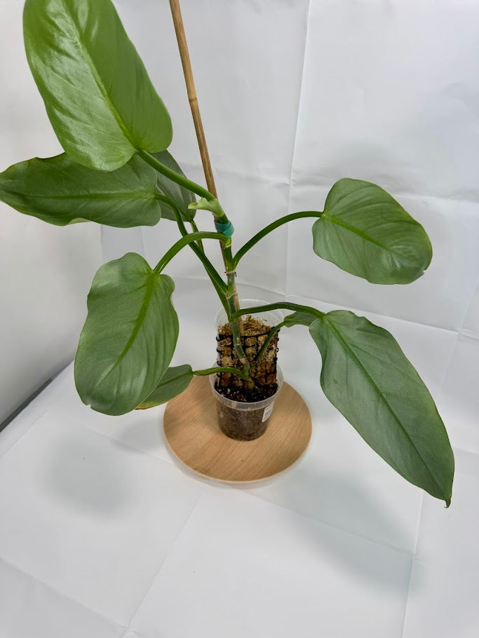4” Philodendron hastatum 'Silver Sword' #09
