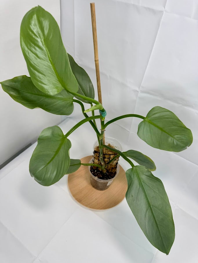 4” Philodendron hastatum 'Silver Sword' #09