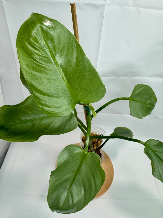 4” Philodendron hastatum 'Silver Sword' #09