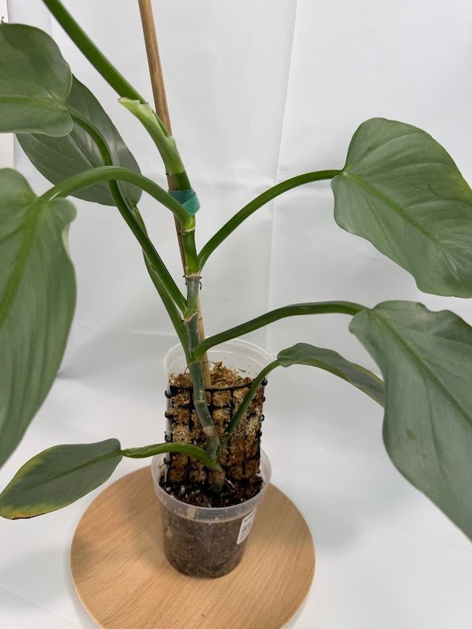 4” Philodendron hastatum 'Silver Sword' #09