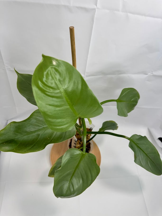 4” Philodendron hastatum 'Silver Sword' #09