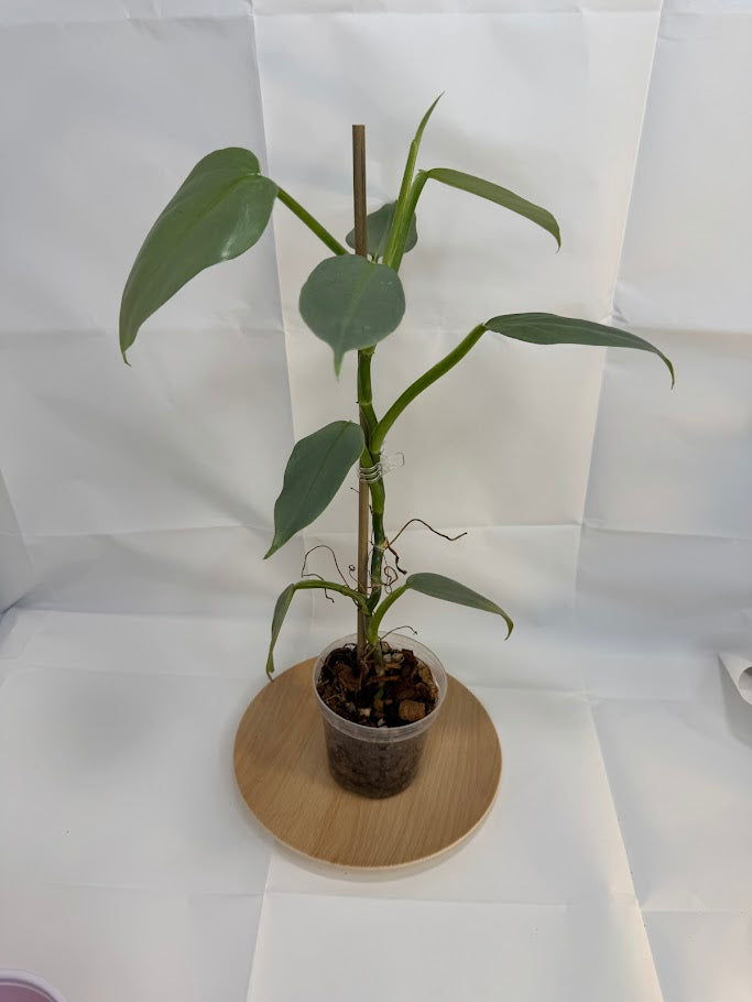 4” Philodendron hastatum 'Silver Sword' #11