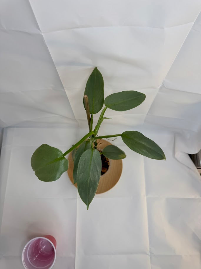 4” Philodendron hastatum 'Silver Sword' #11