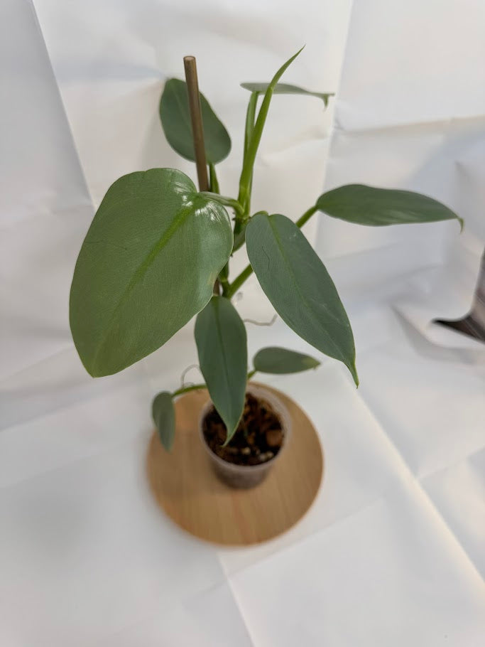 4” Philodendron hastatum 'Silver Sword' #11