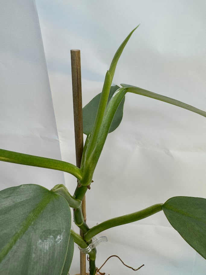 4” Philodendron hastatum 'Silver Sword' #11
