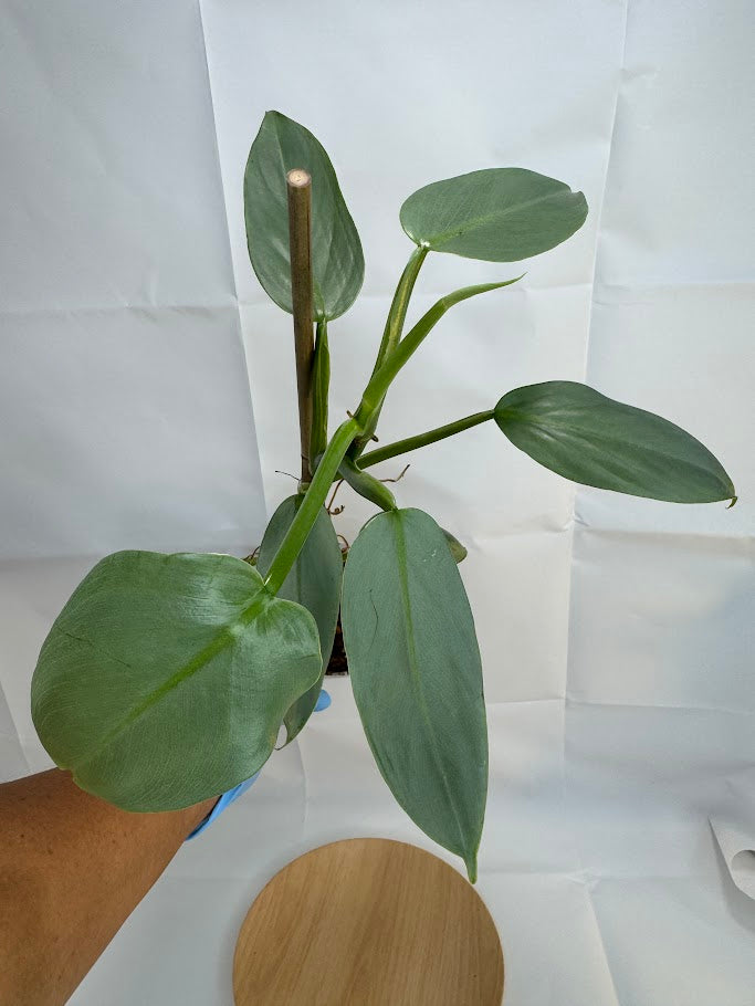 4” Philodendron hastatum 'Silver Sword' #11