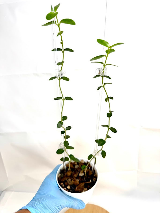 4" Trellised Hoya Cumingiana #01