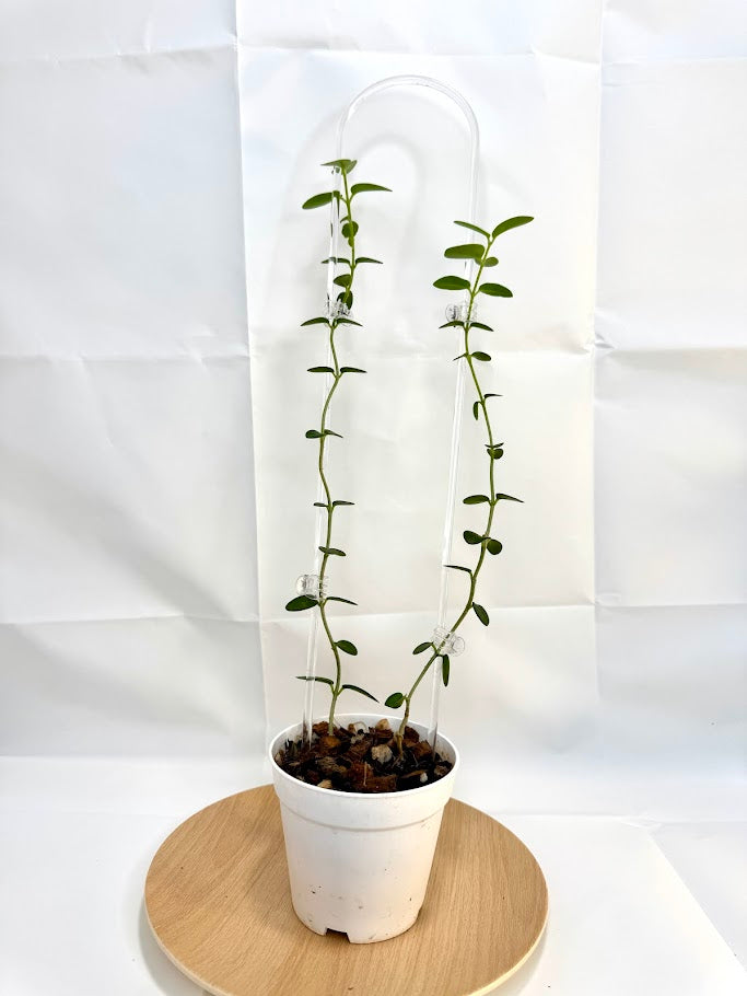 4" Trellised Hoya Cumingiana #01
