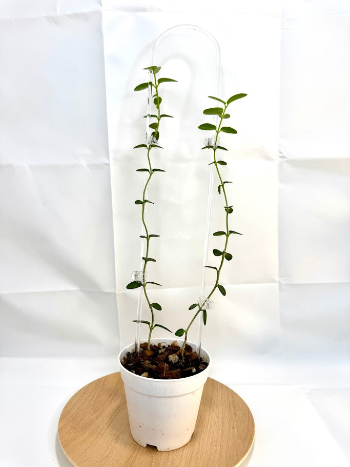 4" Trellised Hoya Cumingiana #01