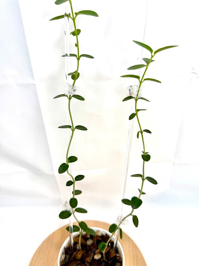 4" Trellised Hoya Cumingiana #01
