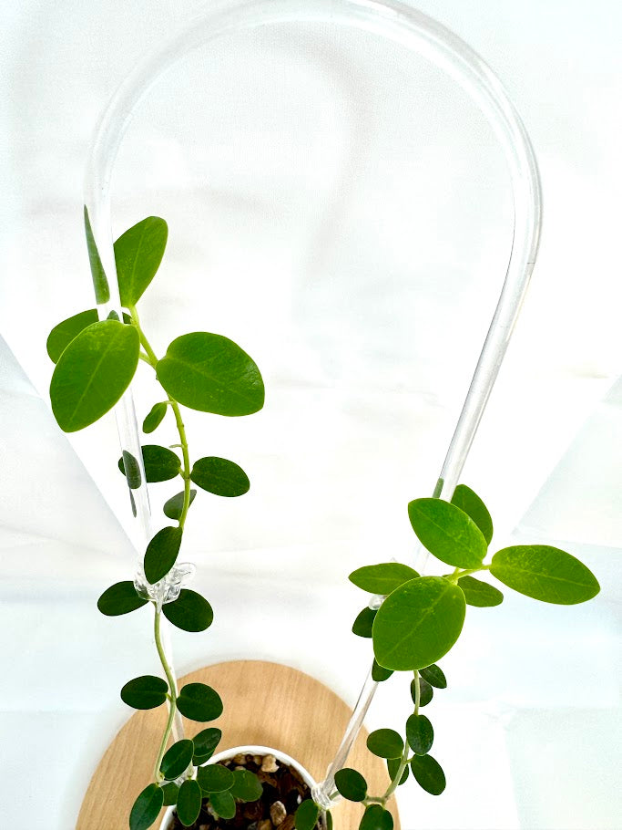 4" Trellised Hoya Cumingiana #01