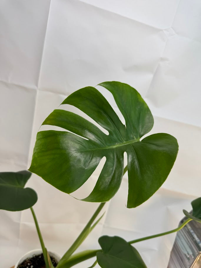 1QT Monstera Deliciosa #17