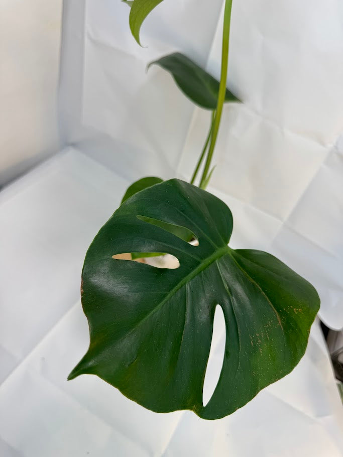 1QT Monstera Deliciosa #17