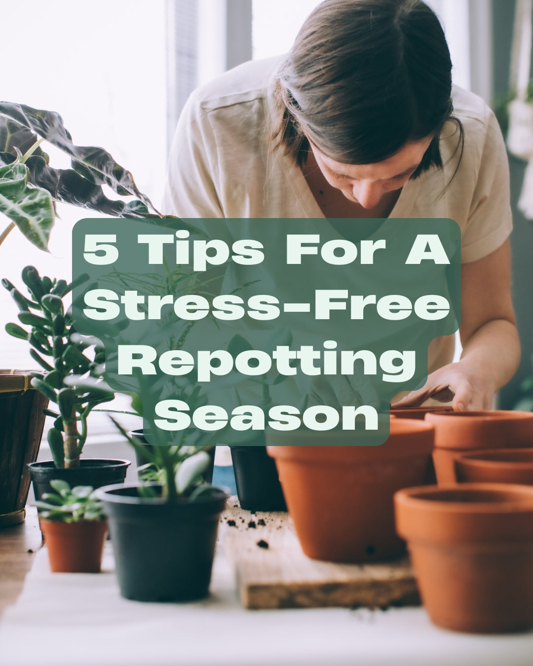 5 Tips for a Stress-Free Repotting Season