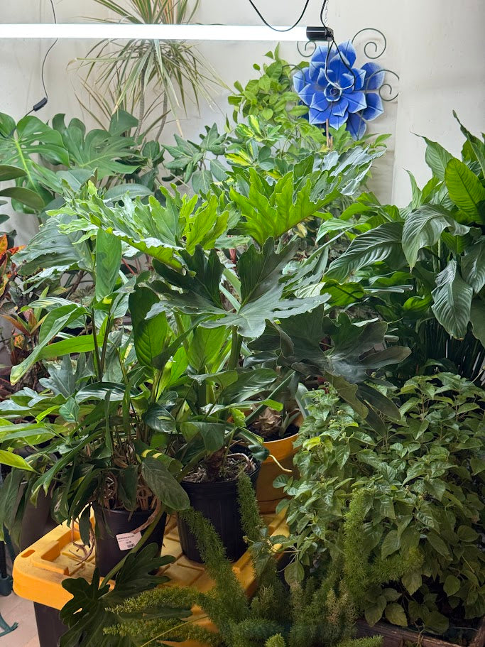 Bringing in Your Houseplants for the Winter Months? - How to Prepare Them For Winter, Avoid Pests, and Keep Them Alive