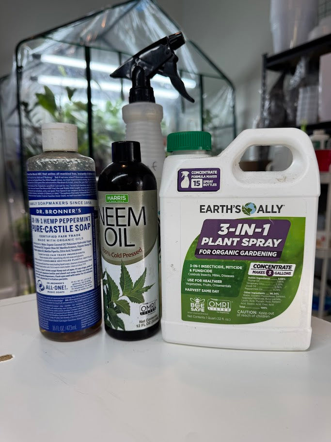 The One Spray That Saved My Plant Collection (And How to Make It Yourself)