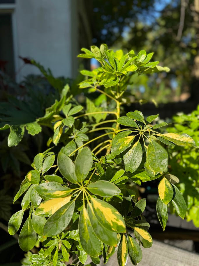 Schefflera – Happy Houseplant Haven