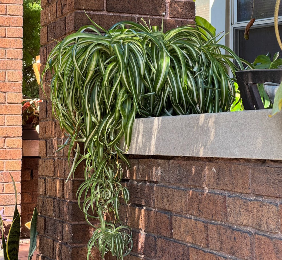 Chlorophytum comosum - Spider Plant