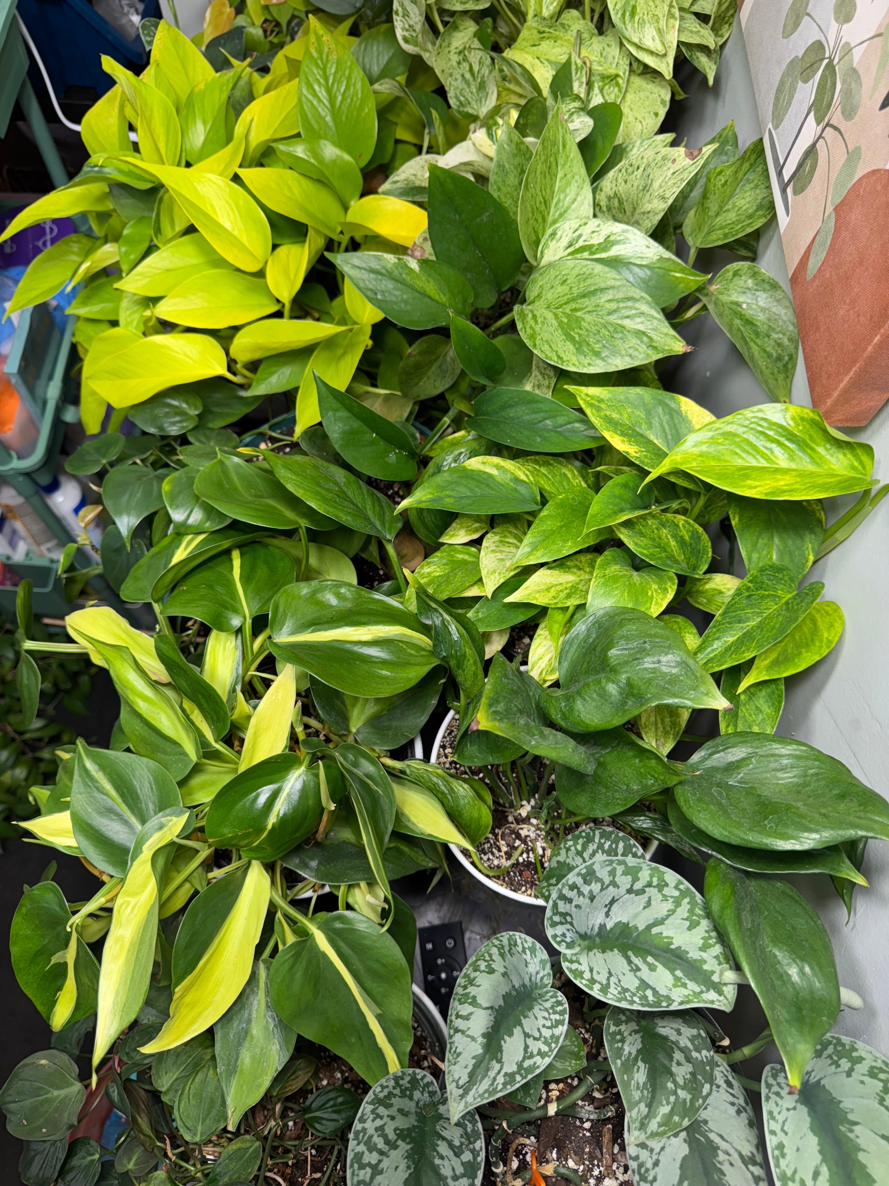 Trailing Plants