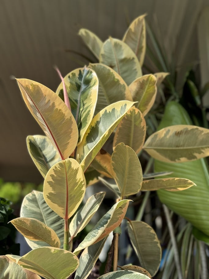 Ficus Elastica