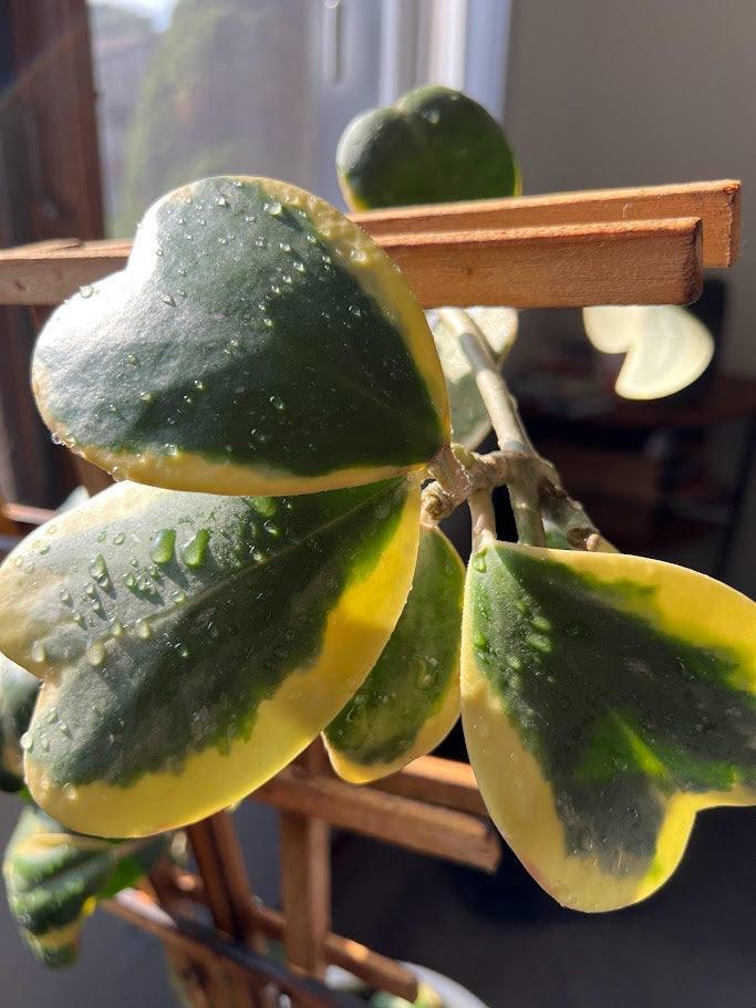 Hoya