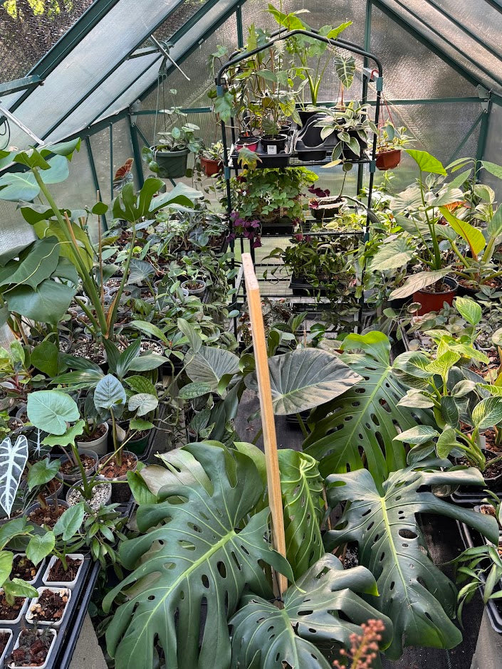 Shop Happy Houseplants