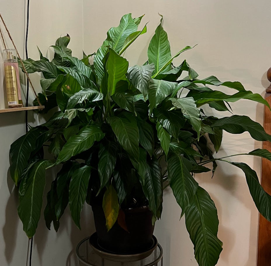 Spathiphyllum