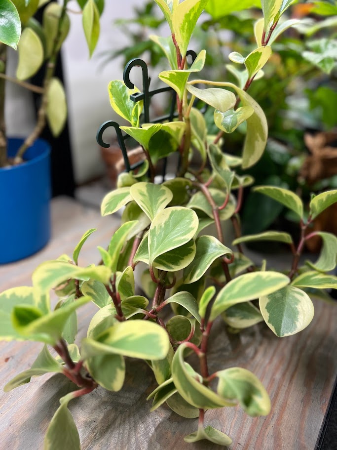 Peperomia