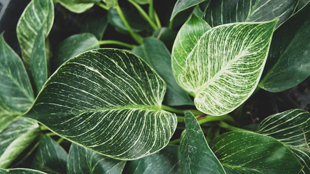 Philodendron