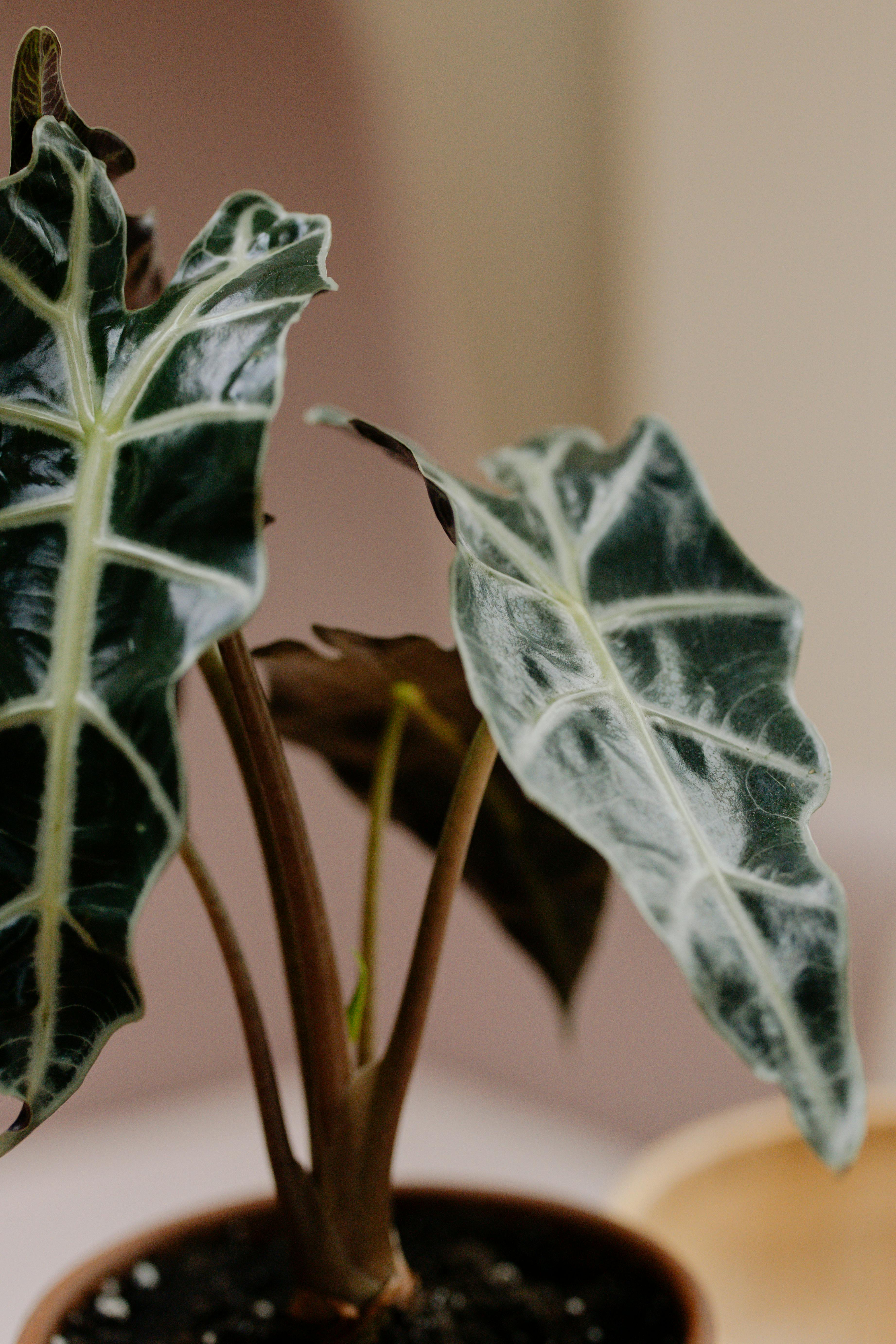 Alocasia