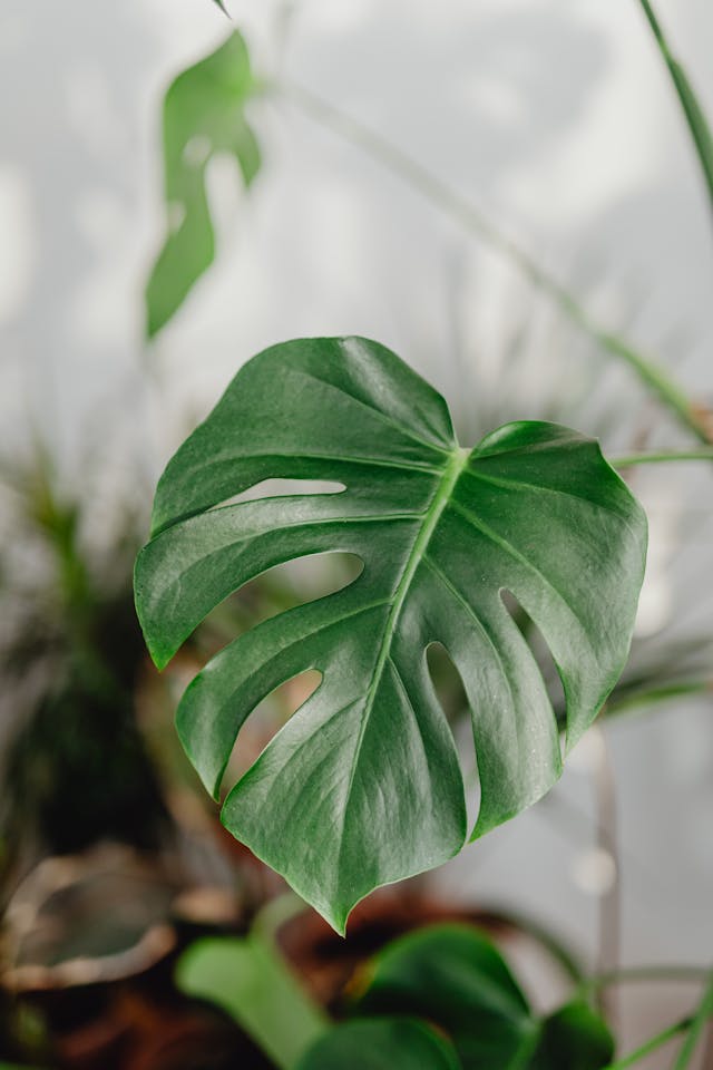 Monstera