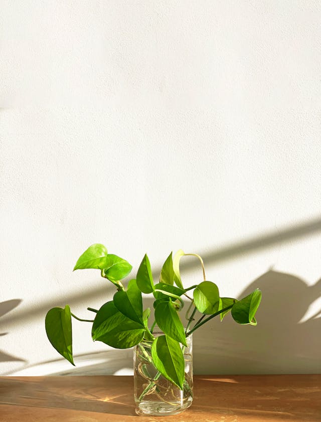 Epipremnum